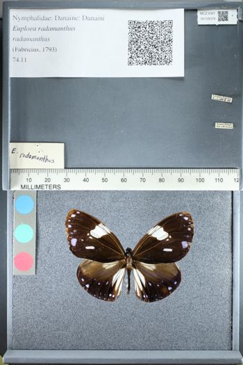 Media type: image;   Entomology 159379